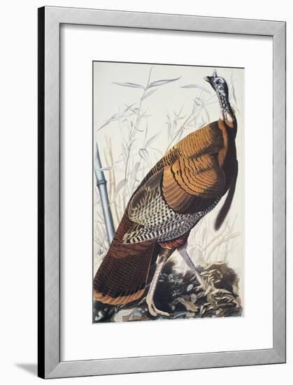 Wild Turkey-John James Audubon-Framed Art Print