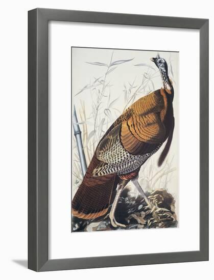 Wild Turkey-John James Audubon-Framed Art Print