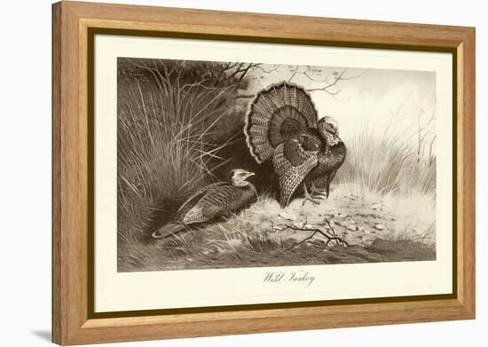 Wild Turkey-A. Thorburn-Framed Stretched Canvas