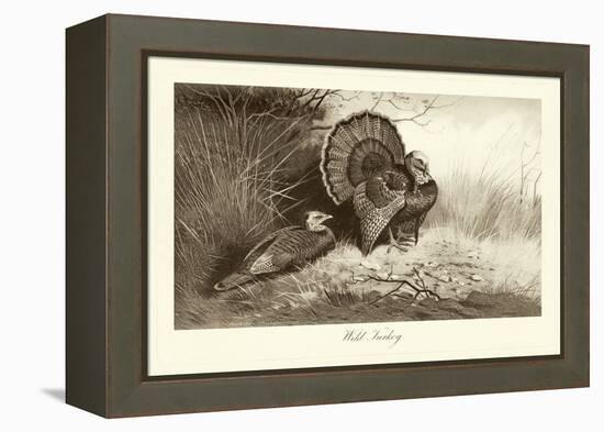 Wild Turkey-A. Thorburn-Framed Stretched Canvas