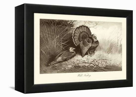 Wild Turkey-A. Thorburn-Framed Stretched Canvas