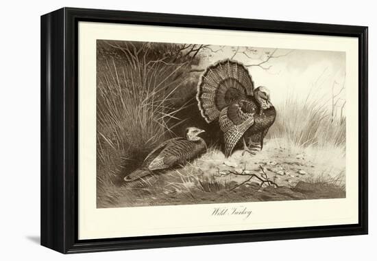 Wild Turkey-A. Thorburn-Framed Stretched Canvas