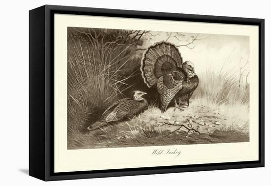 Wild Turkey-A. Thorburn-Framed Stretched Canvas