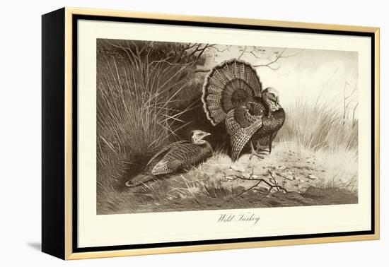 Wild Turkey-A. Thorburn-Framed Stretched Canvas