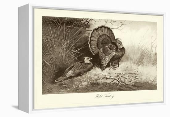 Wild Turkey-A. Thorburn-Framed Stretched Canvas