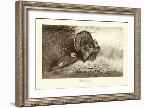 Wild Turkey-A. Thorburn-Framed Art Print