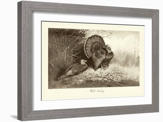 Wild Turkey-A. Thorburn-Framed Art Print