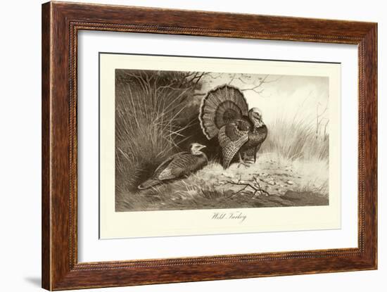 Wild Turkey-A. Thorburn-Framed Art Print