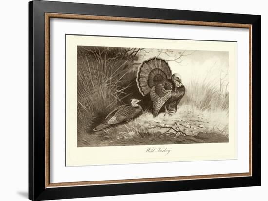 Wild Turkey-A. Thorburn-Framed Art Print