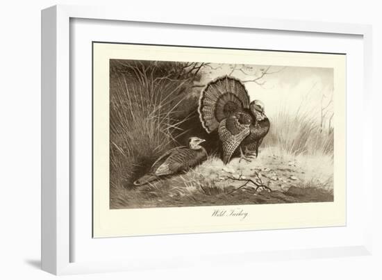 Wild Turkey-A. Thorburn-Framed Art Print