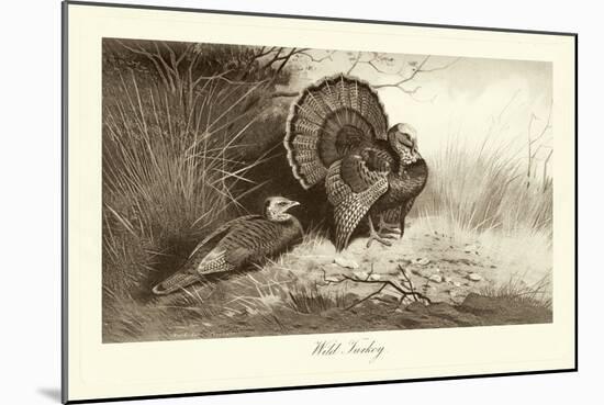 Wild Turkey-A. Thorburn-Mounted Art Print