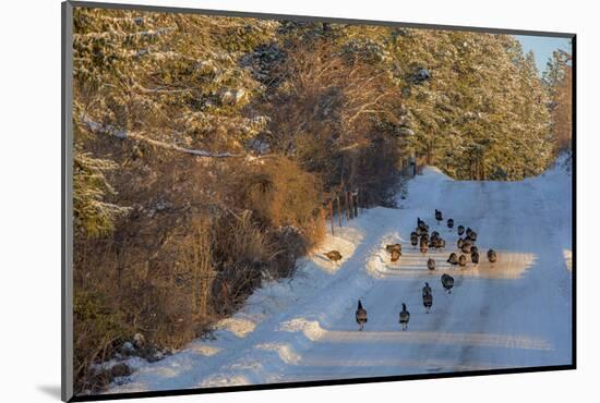 Wild Turkeys Along Rural Road in Winter Near Eureka, Montana-Chuck Haney-Mounted Photographic Print