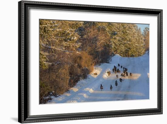 Wild Turkeys Along Rural Road in Winter Near Eureka, Montana-Chuck Haney-Framed Photographic Print