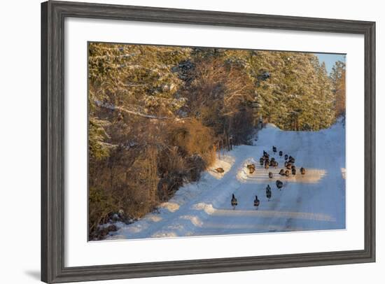 Wild Turkeys Along Rural Road in Winter Near Eureka, Montana-Chuck Haney-Framed Photographic Print