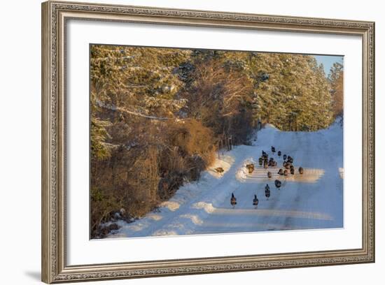 Wild Turkeys Along Rural Road in Winter Near Eureka, Montana-Chuck Haney-Framed Photographic Print