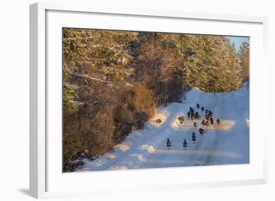 Wild Turkeys Along Rural Road in Winter Near Eureka, Montana-Chuck Haney-Framed Photographic Print