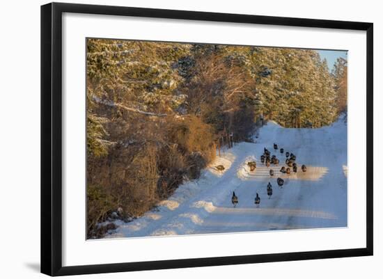 Wild Turkeys Along Rural Road in Winter Near Eureka, Montana-Chuck Haney-Framed Photographic Print