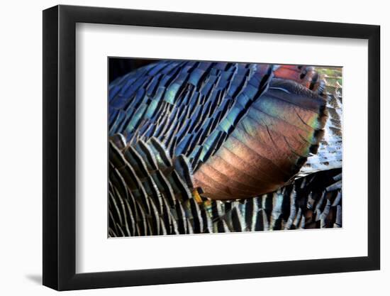 Wild Turkeys in Breeding Plumage, Arizona. Close-up of Feathers-Richard Wright-Framed Photographic Print