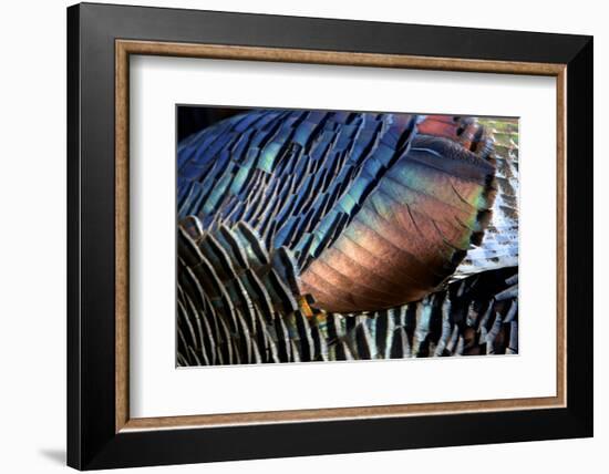 Wild Turkeys in Breeding Plumage, Arizona. Close-up of Feathers-Richard Wright-Framed Photographic Print