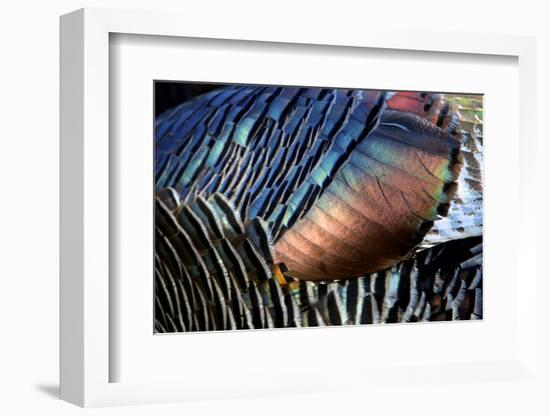 Wild Turkeys in Breeding Plumage, Arizona. Close-up of Feathers-Richard Wright-Framed Photographic Print