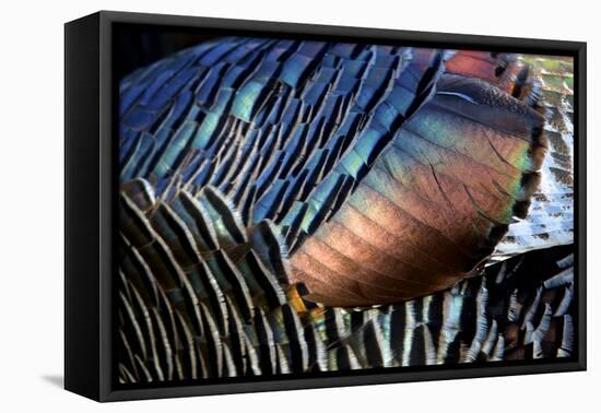 Wild Turkeys in Breeding Plumage, Arizona. Close-up of Feathers-Richard Wright-Framed Premier Image Canvas