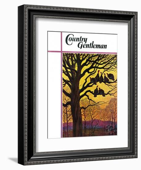 "Wild Turkeys Roosting," Country Gentleman Cover, November 1, 1938-Paul Bransom-Framed Giclee Print