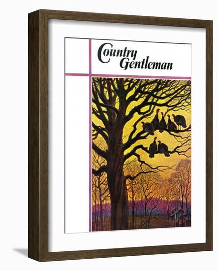 "Wild Turkeys Roosting," Country Gentleman Cover, November 1, 1938-Paul Bransom-Framed Giclee Print