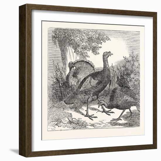 Wild Turkeys-null-Framed Giclee Print