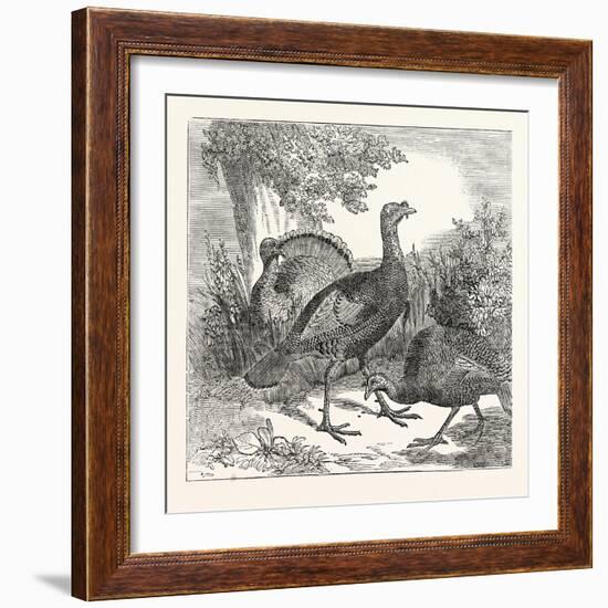 Wild Turkeys-null-Framed Giclee Print