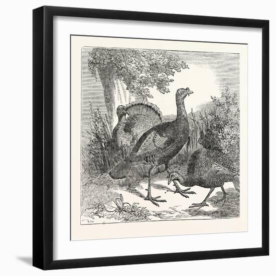 Wild Turkeys-null-Framed Giclee Print