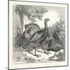 Wild Turkeys-null-Mounted Giclee Print