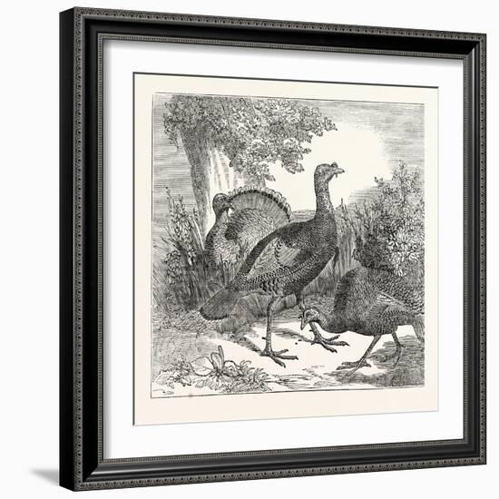 Wild Turkeys-null-Framed Giclee Print