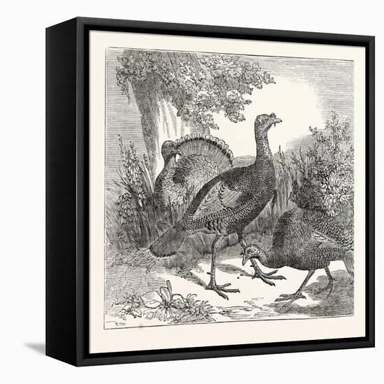 Wild Turkeys-null-Framed Premier Image Canvas