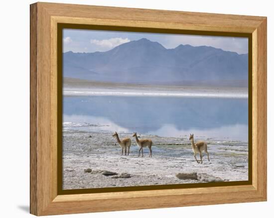 Wild Vicunas on Borax Mineral Flats, with Mineral Flat Margin, Bolivia-Tony Waltham-Framed Premier Image Canvas