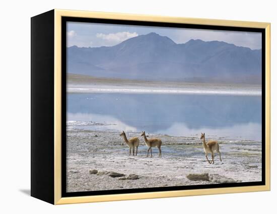 Wild Vicunas on Borax Mineral Flats, with Mineral Flat Margin, Bolivia-Tony Waltham-Framed Premier Image Canvas