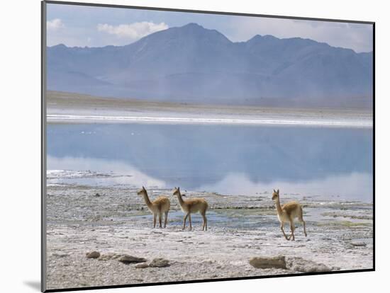 Wild Vicunas on Borax Mineral Flats, with Mineral Flat Margin, Bolivia-Tony Waltham-Mounted Photographic Print