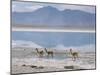 Wild Vicunas on Borax Mineral Flats, with Mineral Flat Margin, Bolivia-Tony Waltham-Mounted Photographic Print