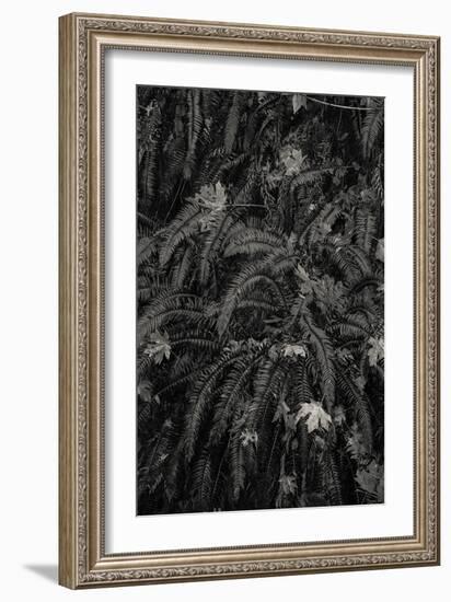 Wild Views-Andrew Geiger-Framed Giclee Print