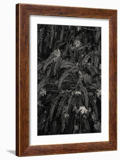 Wild Views-Andrew Geiger-Framed Giclee Print