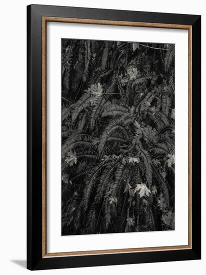 Wild Views-Andrew Geiger-Framed Giclee Print