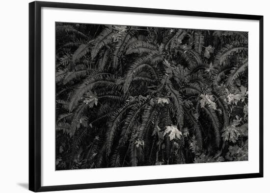 Wild Vista-Andrew Geiger-Framed Giclee Print