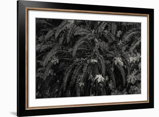 Wild Vista-Andrew Geiger-Framed Giclee Print