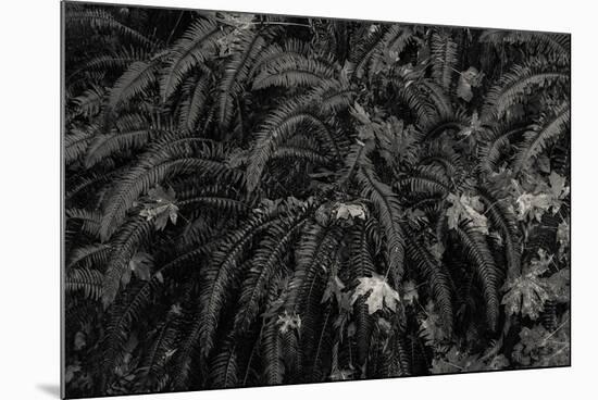 Wild Vista-Andrew Geiger-Mounted Giclee Print