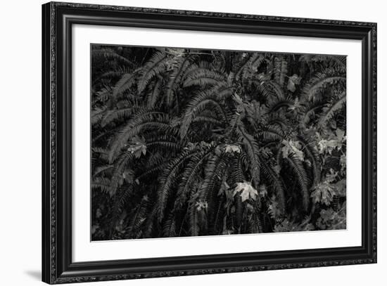 Wild Vista-Andrew Geiger-Framed Giclee Print