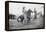 Wild West Polo Played By Cowboys on Horses at Coney Island-null-Framed Stretched Canvas