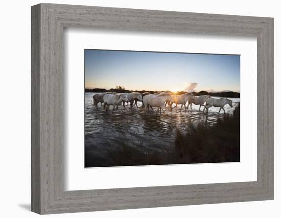 Wild White Horses at Sunset, Camargue, France, Europe-Janette Hill-Framed Photographic Print