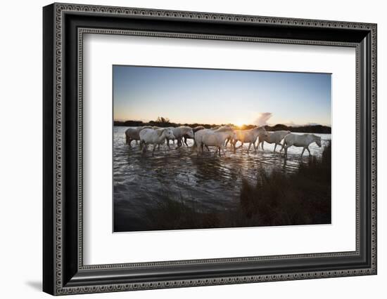 Wild White Horses at Sunset, Camargue, France, Europe-Janette Hill-Framed Photographic Print