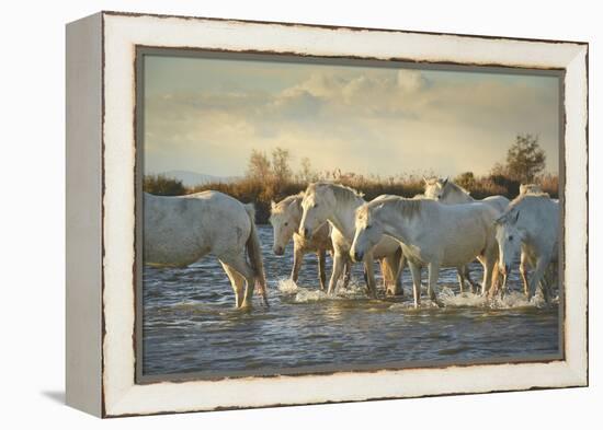 Wild White Horses, Camargue, France, Europe-Janette Hill-Framed Premier Image Canvas