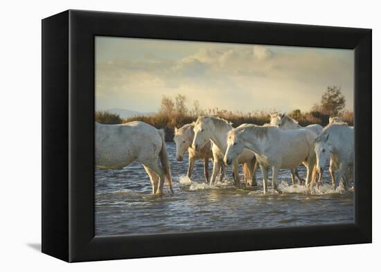 Wild White Horses, Camargue, France, Europe-Janette Hill-Framed Premier Image Canvas