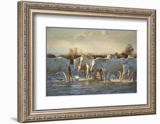 Wild White Horses, Camargue, France, Europe-Janette Hill-Framed Photographic Print